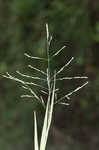 Fall panicgrass